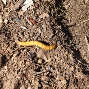 Saragus sp. (genus) at Higgins, ACT - 25 Aug 2017