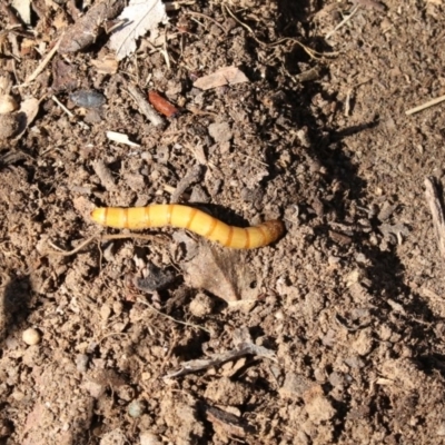 Saragus sp. (genus) (A False Wireworm) at Higgins, ACT - 24 Aug 2017 by Alison Milton