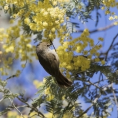 Acanthiza pusilla (Brown Thornbill) at ANBG - 27 Aug 2017 by Alison Milton