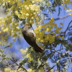 Acanthiza pusilla at Acton, ACT - 28 Aug 2017