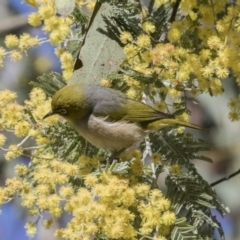 Zosterops lateralis (Silvereye) at Acton, ACT - 28 Aug 2017 by AlisonMilton