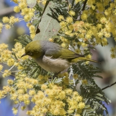 Zosterops lateralis (Silvereye) at ANBG - 27 Aug 2017 by Alison Milton