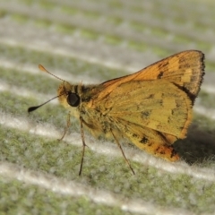 Ocybadistes walkeri (Green Grass-dart) at Pollinator-friendly garden Conder - 14 Apr 2014 by michaelb