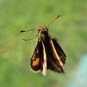 Ocybadistes walkeri at Conder, ACT - 14 Apr 2014 10:53 AM