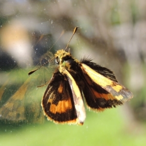 Ocybadistes walkeri at Conder, ACT - 14 Apr 2014 10:53 AM