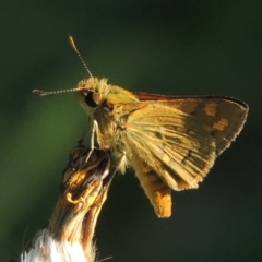 Ocybadistes walkeri (Green Grass-dart) at Pollinator-friendly garden Conder - 8 Feb 2015 by michaelb