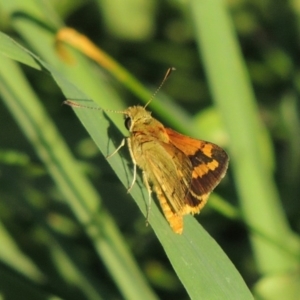 Ocybadistes walkeri at Conder, ACT - 8 Feb 2015