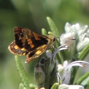 Ocybadistes walkeri at Conder, ACT - 8 Feb 2015