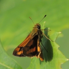 Ocybadistes walkeri (Green Grass-dart) at Conder, ACT - 23 Feb 2016 by MichaelBedingfield