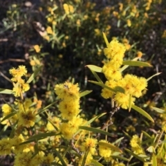 Acacia lanigera var. lanigera (Woolly Wattle, Hairy Wattle) at Cook, ACT - 17 Aug 2017 by RWPurdie