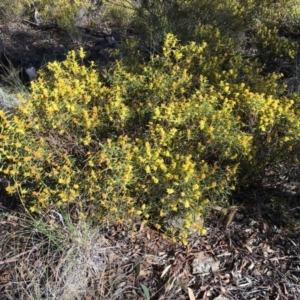 Acacia lanigera var. lanigera at Cook, ACT - 18 Aug 2017