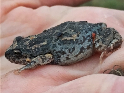 Uperoleia laevigata (Smooth Toadlet) at Googong, NSW - 29 Aug 2017 by Wandiyali