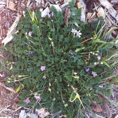 Erodium cicutarium (Common Storksbill, Common Crowfoot) at Hughes, ACT - 29 Aug 2017 by ruthkerruish