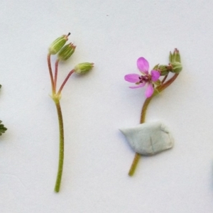 Erodium cicutarium at Hughes, ACT - 29 Aug 2017 09:53 AM