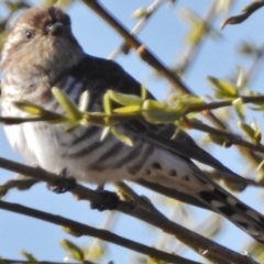 Chrysococcyx basalis (Horsfield's Bronze-Cuckoo) at Fyshwick, ACT - 28 Aug 2017 by JohnBundock