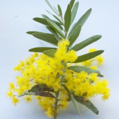 Acacia covenyi (Blue Bush) at Hughes, ACT - 28 Aug 2017 by ruthkerruish