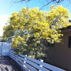 Acacia covenyi at Hughes, ACT - 29 Aug 2017 12:00 AM