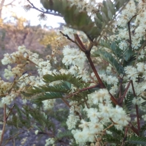 Acacia terminalis at Wanniassa Hill - 29 Aug 2017 04:53 PM