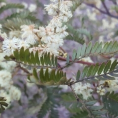 Acacia terminalis at Wanniassa Hill - 29 Aug 2017 04:53 PM