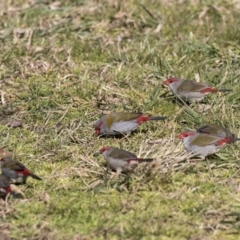 Neochmia temporalis (Red-browed Finch) at Lake Ginninderra - 29 Aug 2017 by Alison Milton