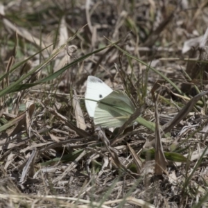 Pieris rapae at Belconnen, ACT - 29 Aug 2017