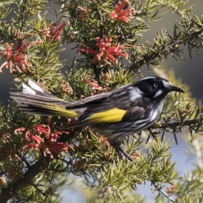 Phylidonyris novaehollandiae (New Holland Honeyeater) at Lake Ginninderra - 29 Aug 2017 by Alison Milton