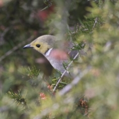 Ptilotula penicillata (White-plumed Honeyeater) at Lake Ginninderra - 29 Aug 2017 by Alison Milton