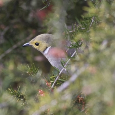 Ptilotula penicillata (White-plumed Honeyeater) at Belconnen, ACT - 29 Aug 2017 by AlisonMilton