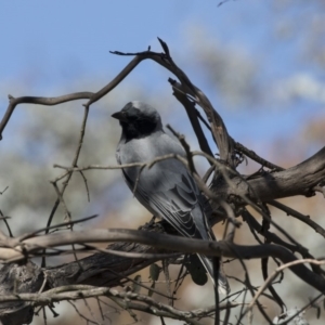 Coracina novaehollandiae at Belconnen, ACT - 29 Aug 2017 01:17 PM