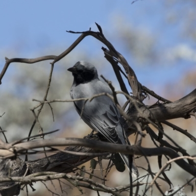 Coracina novaehollandiae (Black-faced Cuckooshrike) at Belconnen, ACT - 29 Aug 2017 by Alison Milton