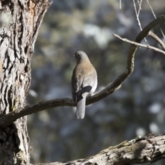 Colluricincla harmonica (Grey Shrikethrush) at Lake Ginninderra - 29 Aug 2017 by Alison Milton