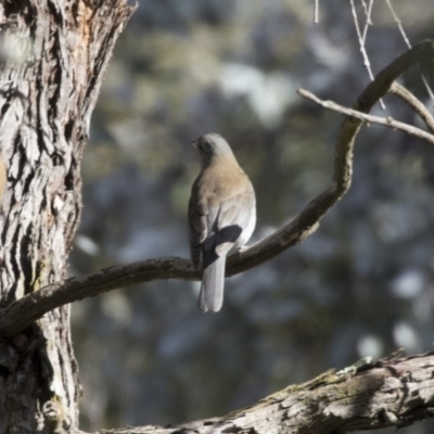 Colluricincla harmonica (Grey Shrikethrush) at Lake Ginninderra - 29 Aug 2017 by Alison Milton