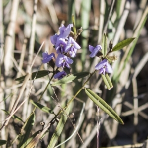 Hovea heterophylla at Belconnen, ACT - 29 Aug 2017