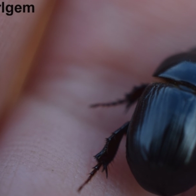 Heteronychus arator (African black beetle) at Narrabundah, ACT - 7 Mar 2017 by Cowgirlgem