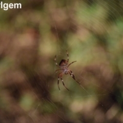 Hortophora transmarina (Garden Orb Weaver) at Narrabundah, ACT - 23 Mar 2017 by Cowgirlgem