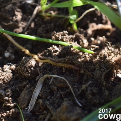 Geophilomorpha sp. (order) (Earth or soil centipede) at Narrabundah, ACT - 3 May 2017 by Cowgirlgem