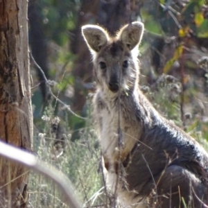 Osphranter robustus robustus at Red Hill, ACT - 29 Aug 2017 09:08 AM