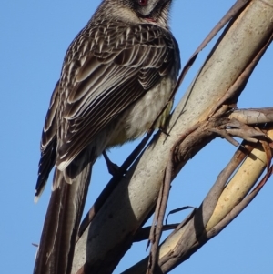 Anthochaera carunculata at Red Hill, ACT - 29 Aug 2017 09:05 AM