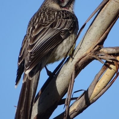 Anthochaera carunculata (Red Wattlebird) at Red Hill, ACT - 28 Aug 2017 by roymcd