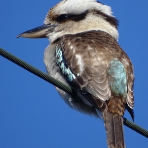 Dacelo novaeguineae at Deakin, ACT - 29 Aug 2017 09:57 AM