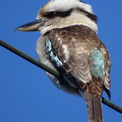 Dacelo novaeguineae (Laughing Kookaburra) at Deakin, ACT - 29 Aug 2017 by roymcd