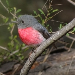 Petroica rosea (Rose Robin) at Garran, ACT - 29 Aug 2017 by roymcd