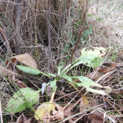 Plantago major (Greater Plantain) at Paddys River, ACT - 8 Jul 2017 by MichaelBedingfield
