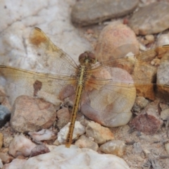 Diplacodes haematodes (Scarlet Percher) at Greenway, ACT - 19 Feb 2015 by michaelb