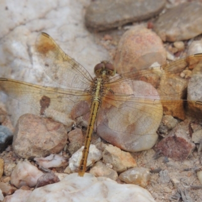 Diplacodes haematodes (Scarlet Percher) at Greenway, ACT - 19 Feb 2015 by MichaelBedingfield