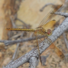 Diplacodes haematodes at Greenway, ACT - 19 Feb 2015 07:05 PM