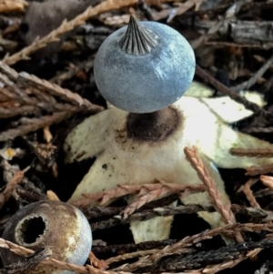 Geastrum tenuipes at Burra, NSW - 8 Jul 2017 12:26 PM