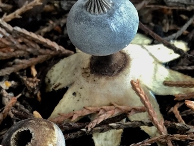 Geastrum tenuipes (An earthstar) at Burra, NSW - 8 Jul 2017 by Woowoolahra