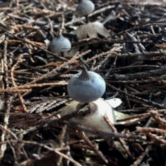 Geastrum tenuipes at Burra, NSW - 8 Jul 2017 12:26 PM