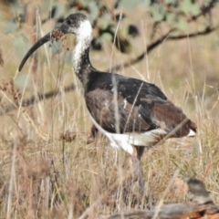 Threskiornis spinicollis (Straw-necked Ibis) at Duffy, ACT - 29 Aug 2017 by JohnBundock